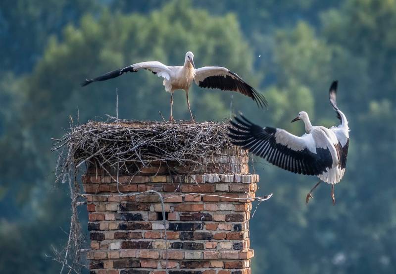 Professional Chimney Animal Removal Services in Eagle Mountain, Texas