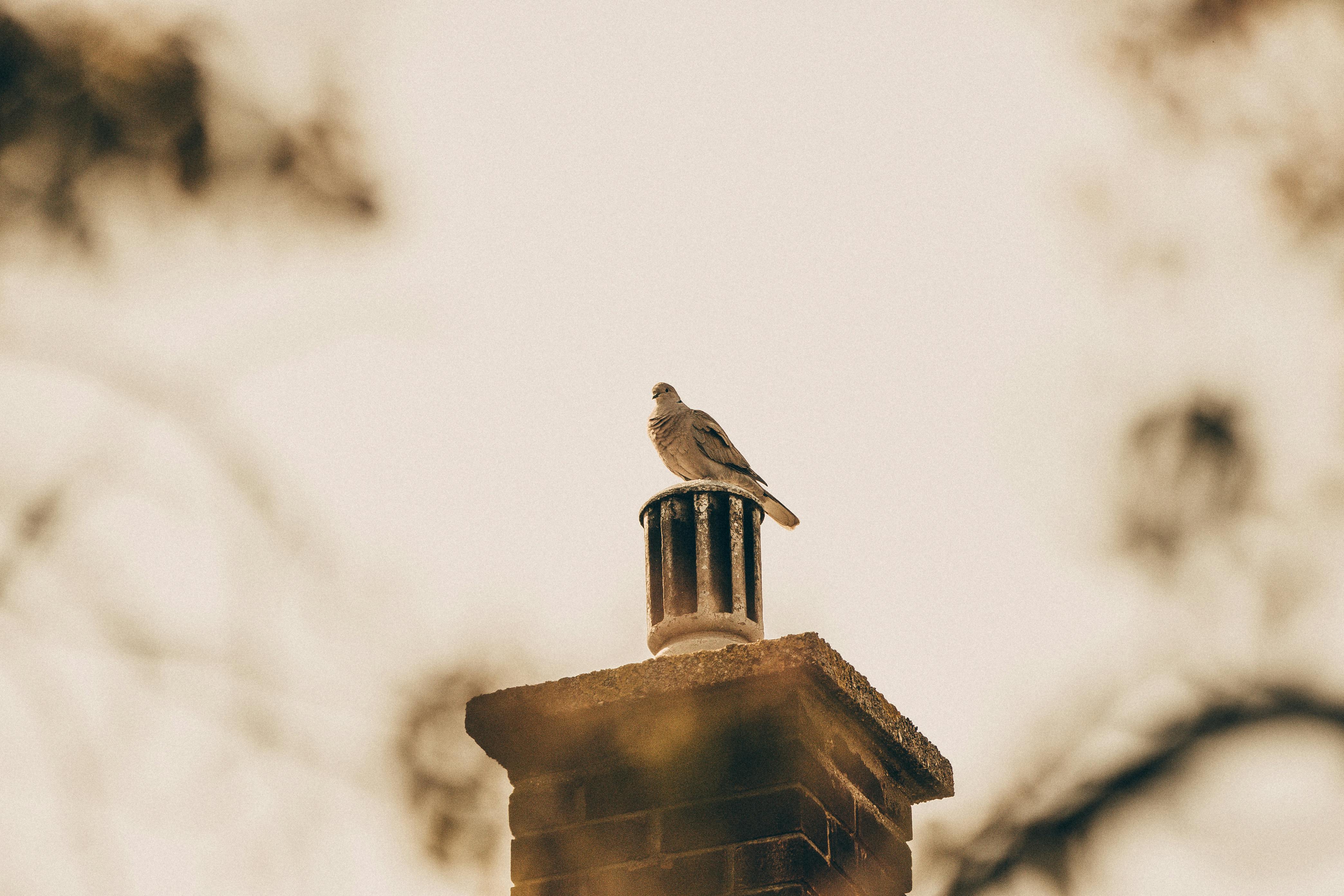 Professional Chimney Cap and Damper In Eagle Mountain Texas